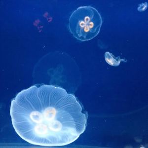 jellyfish